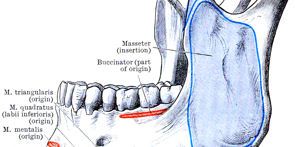 A Comprehensive Guide To The Muscles of Mastication