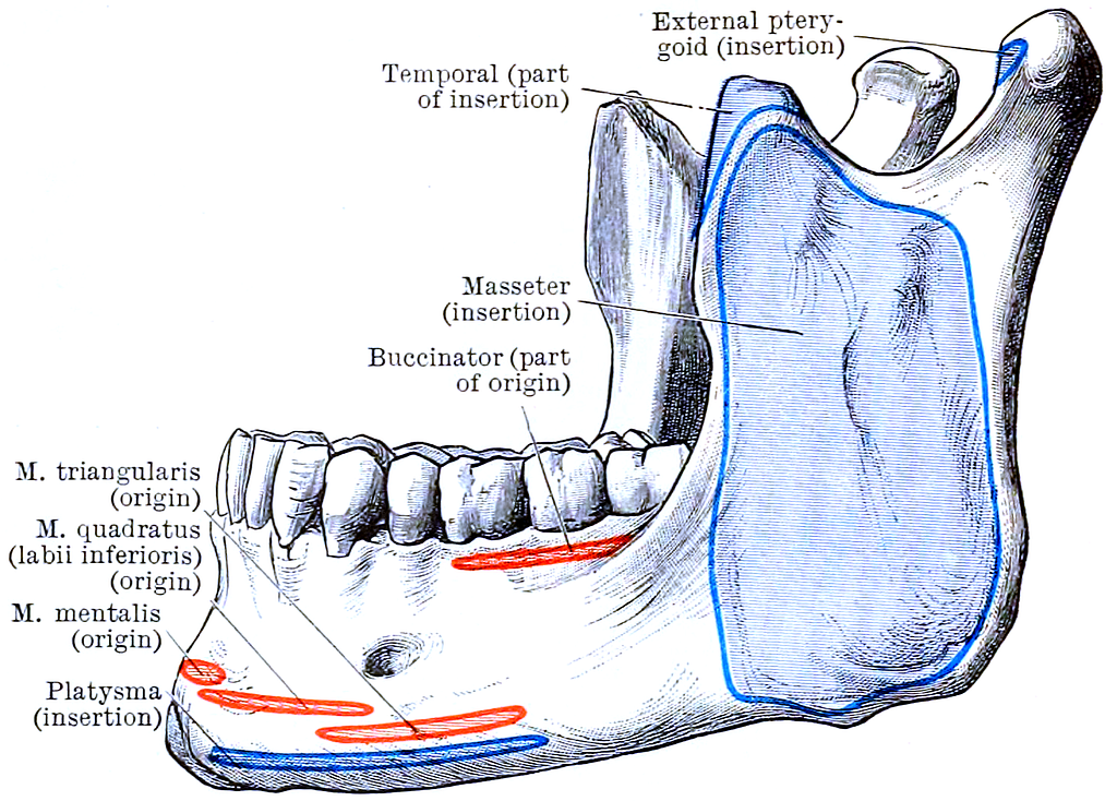 A Comprehensive Guide To The Muscles of Mastication